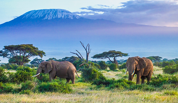 B&B en Tanzania safari